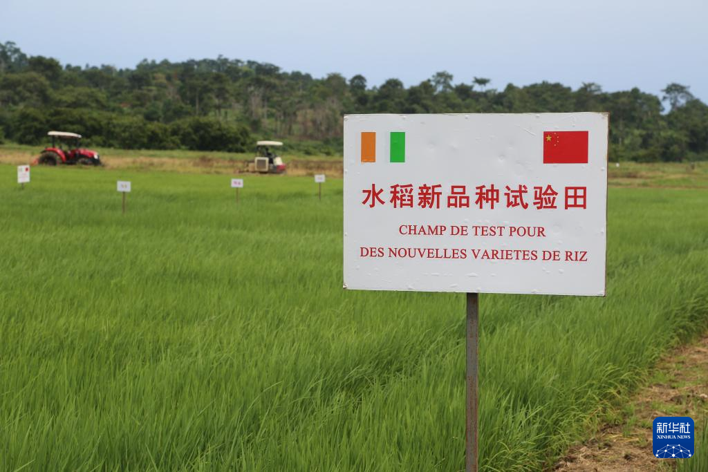 “希望帮助科特迪瓦早日实现水稻自给自足”——记中国援科专家助力当地水稻业发展(图3)